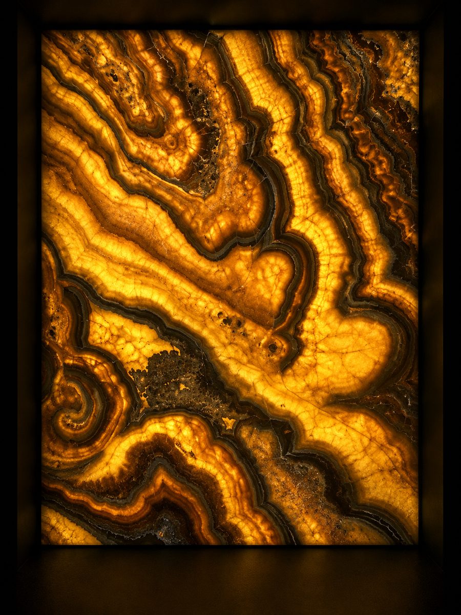 Onice Tiger in museum light